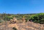 Terreny no urbanitzable en venda a la España, Ciutadella de Menorca, ref.: TR340934 foto