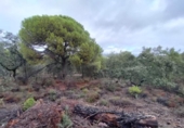 Parcel·la urbanitzable en venda a la España, Còrdova, ref.: TR124916 foto