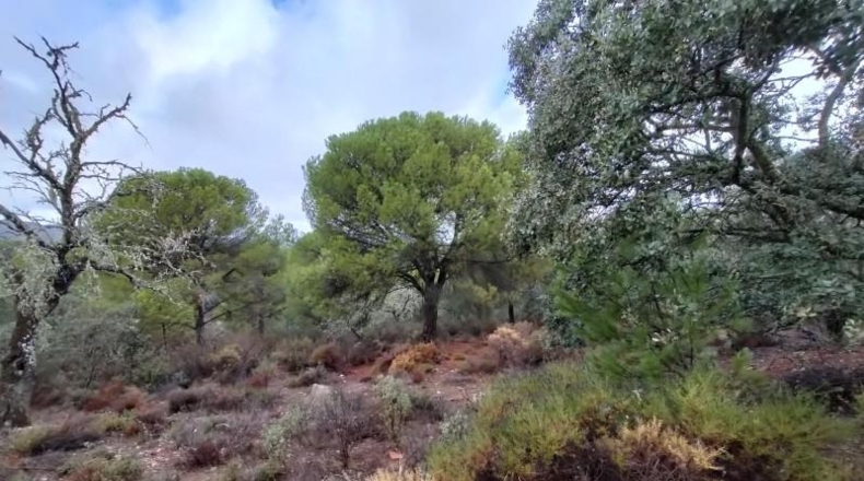 Córdoba - Córdoba - 83944m2