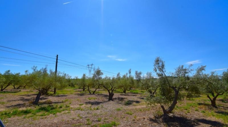 Islas Baleares - Muro - 8302m2