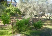 Chalet independiente con terreno en venta en la España, Alcolea, ref: TR380312 foto