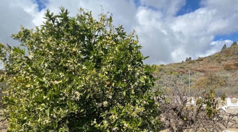 Santa Cruz de Tenerife - Granadilla de Abona - 4387m2