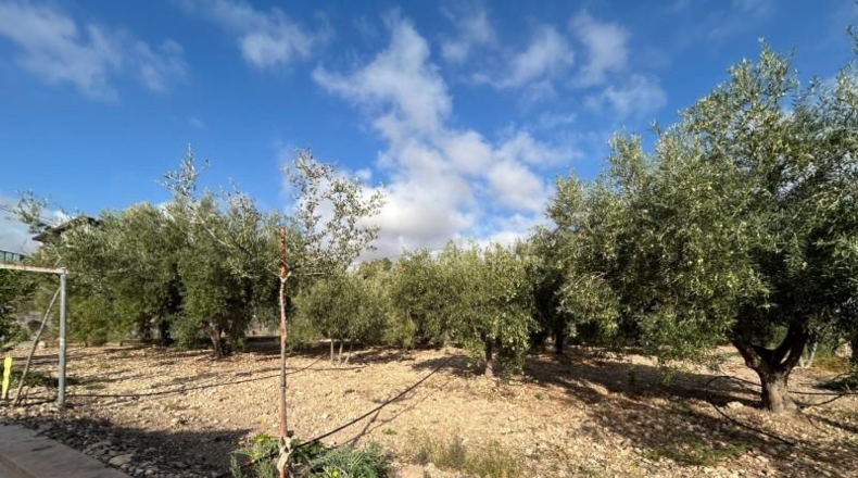 Alicante - Novelda - 6330m2