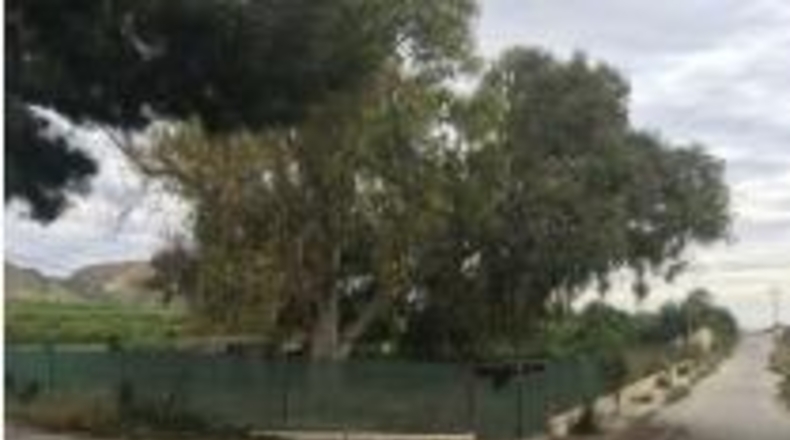 Alicante - Jacarilla - 12000m2