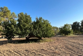 Porreras 23285&nbsp;m²