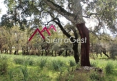 House with land for sale on España, Cortes de la Frontera, ref: TR298561 photo