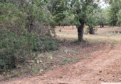 Terreno no urbanizable en venta en la España, Capdepera, ref: TR131225 foto
