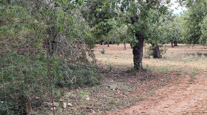 Balearic Islands - Capdepera - 14000m2