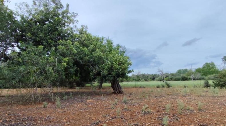 Balearic Islands - Capdepera - 14000m2