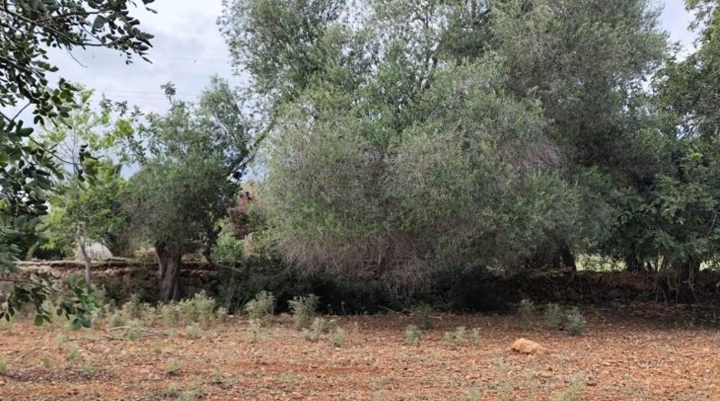 Balearic Islands - Capdepera - 14000m2