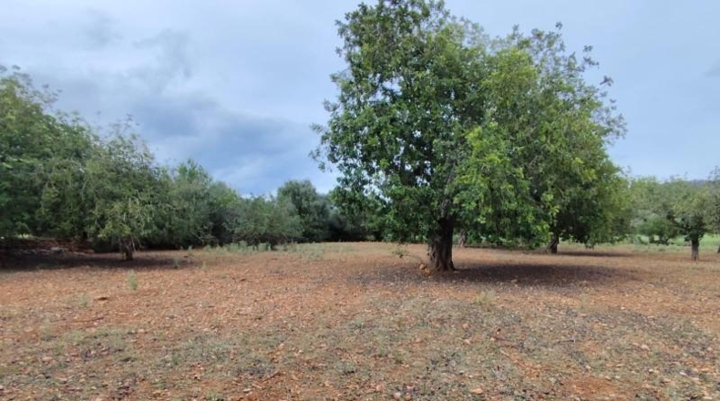 Balearic Islands - Capdepera - 14000m2