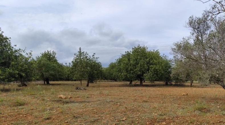 Balearic Islands - Capdepera - 14000m2