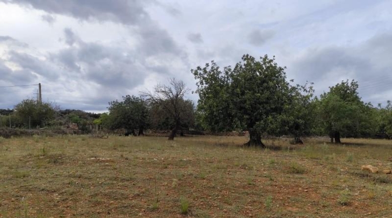 Balearic Islands - Capdepera - 14000m2