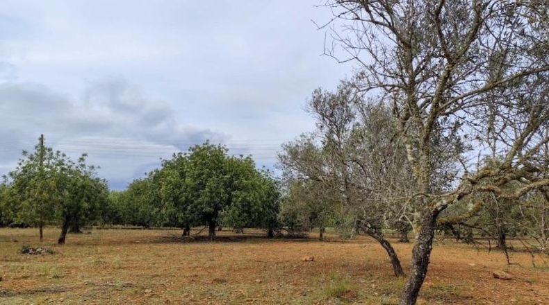 Balearic Islands - Capdepera - 14000m2