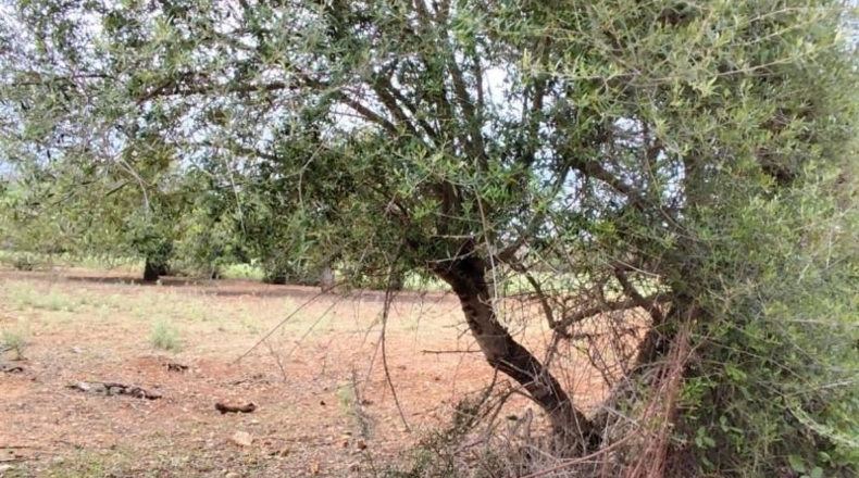 Balearic Islands - Capdepera - 14000m2