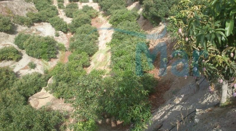 Granada - Almuñécar - 40000m2