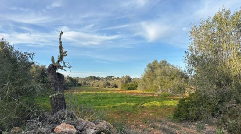 Illes Balears - Santañy - 18000m2