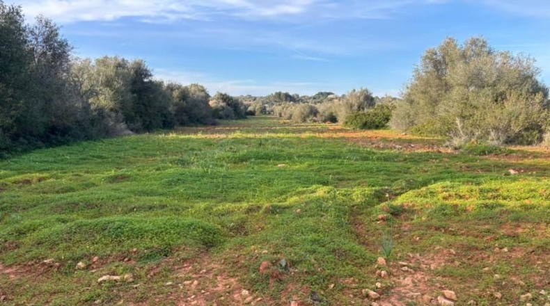 Illes Balears - Santañy - 18000m2