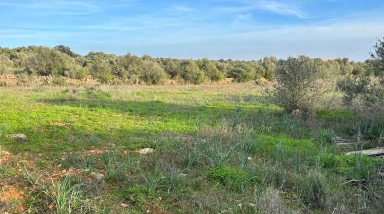 Illes Balears - Santañy - 18000m2