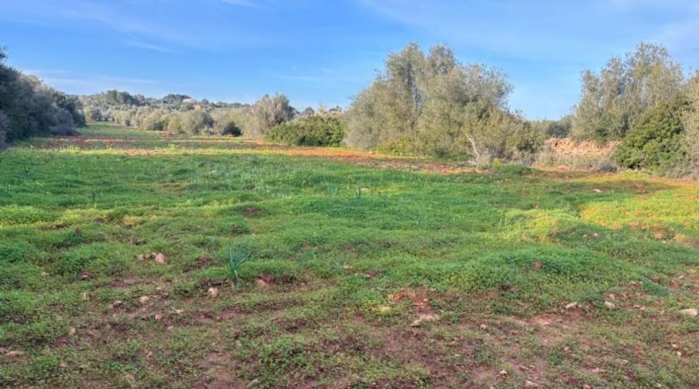 Illes Balears - Santañy - 18000m2