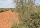 Non-developable land for sale on España, Cala Santanyí, ref: TR374398 photo