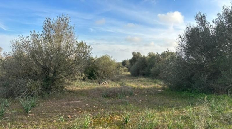 Illes Balears - Santañy - 18000m2