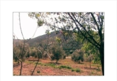 Xalet independent amb terreny en venda a la España, Lucena, ref.: TR194564 foto