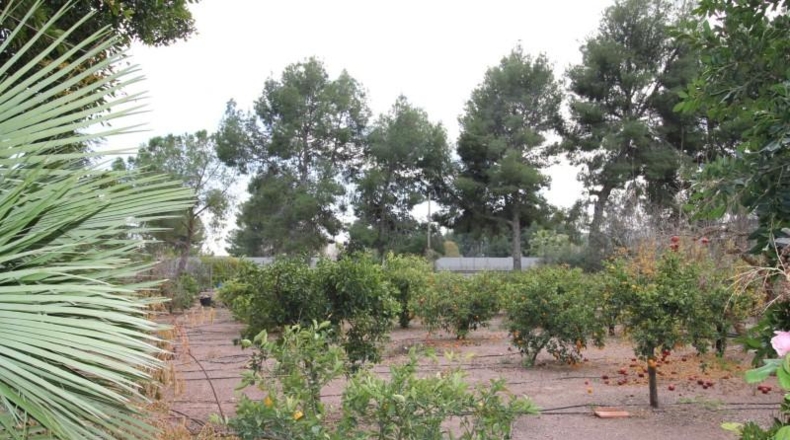 Murcia - Totana - 7000m2