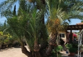 Chalet independiente con terreno en venta en la España, Crevillente, ref: TR388049 foto