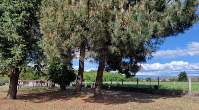 Orense - Sandiás - 2500m2