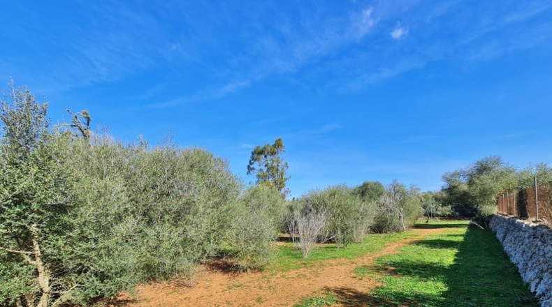 Islas Baleares - Sineu - 10000m2