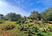 Country house with land for sale on España, Sineu, ref: TR158662 photo