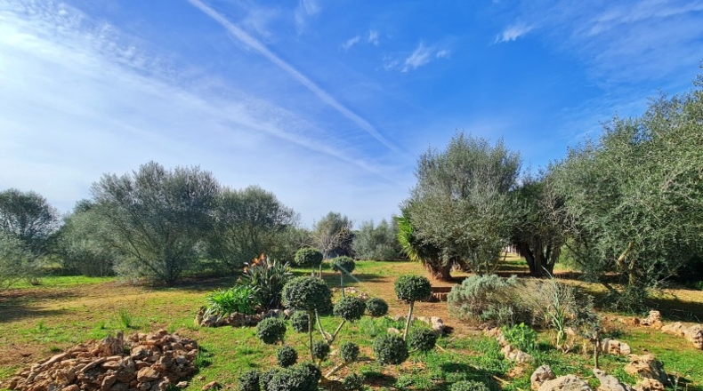 Islas Baleares - Sineu - 10000m2