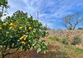 Country house with land for sale on España, Sineu, ref: TR158662 photo