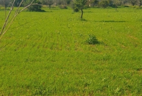 Binissalem 27490&nbsp;m²