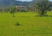 Terreno no urbanizable en venta en la España, Binissalem, ref: TR396421 foto