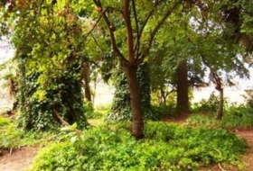 Foto 11