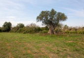 Parcela urbanizable en venta en la España, Capdepera, ref: TR135977 foto