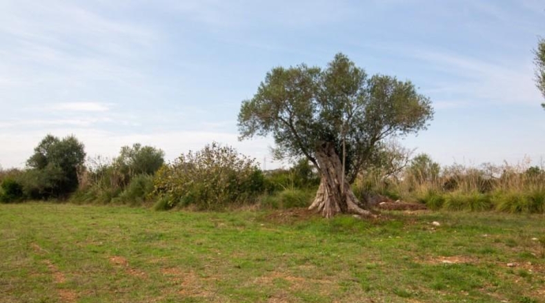 Islas Baleares - Capdepera - 17760m2