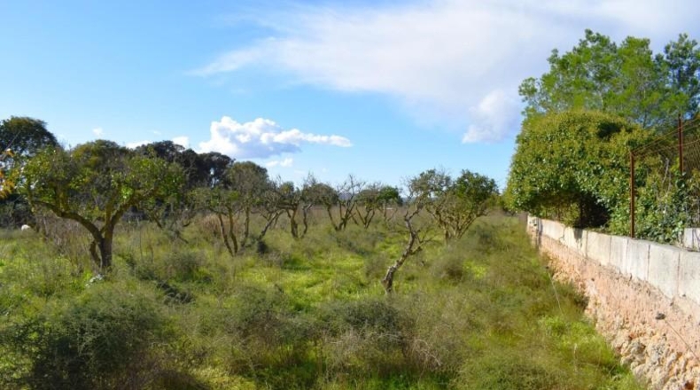 Islas Baleares - Llubí - 9189m2