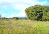 Suelo urbano en venta en la España, Llubí, ref: TR362565 foto