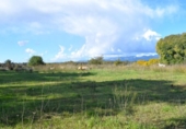 Suelo urbano en venta en la España, Llubí, ref: TR362565 foto