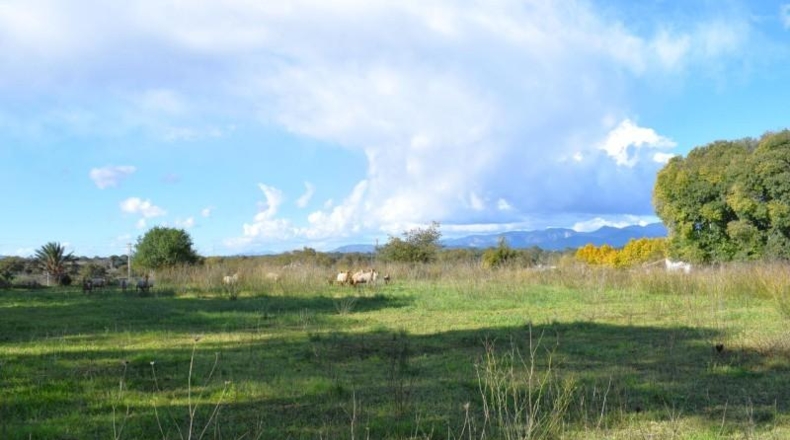 Islas Baleares - Llubí - 9189m2