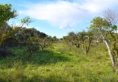 Suelo urbano en venta en la España, Llubí, ref: TR362565 foto