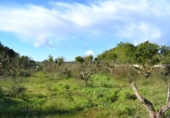 Suelo urbano en venta en la España, Llubí, ref: TR362565 foto