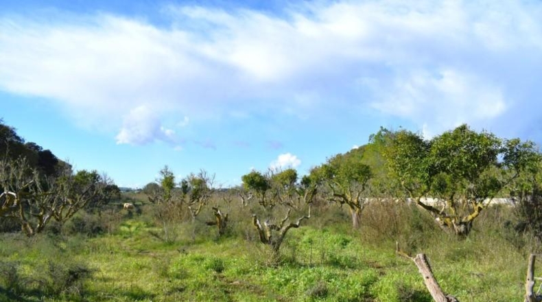 Islas Baleares - Llubí - 9189m2
