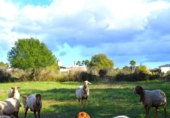 Suelo urbano en venta en la España, Llubí, ref: TR362565 foto