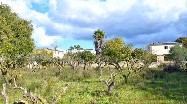 Islas Baleares - Llubí - 9189m2