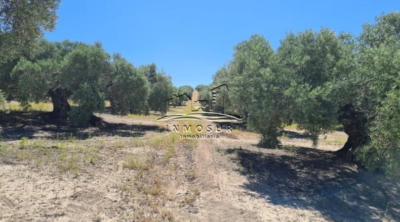 Córdoba - Lucena - 180000m2
