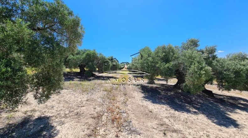 Córdoba - Lucena - 180000m2